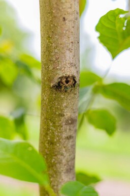 Juglans regia haute-tige 18/20