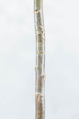 Juglans regia haute-tige 18/20