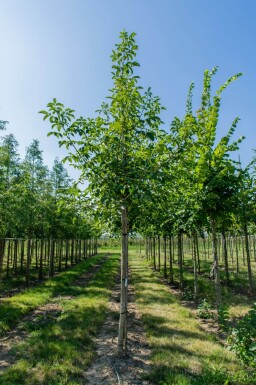 Juglans regia haute-tige 18/20