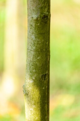 Juglans regia haute-tige 18/20