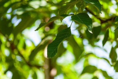 Juglans regia haute-tige 18/20