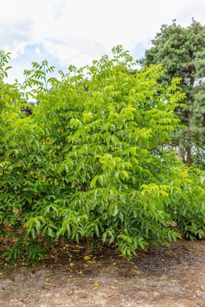 Juglans regia cépée 125-150