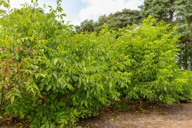 Juglans regia cépée 125-150