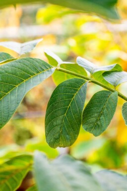 Juglans regia cépée 125-150