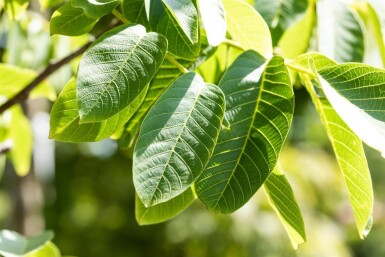 Juglans regia cépée 125-150