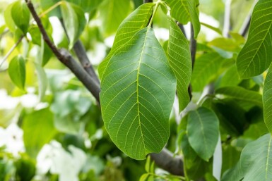 Juglans regia cépée 125-150