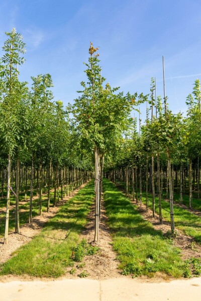 Koelreuteria paniculata haute-tige 6/8