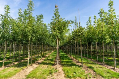 Koelreuteria paniculata haute-tige 6/8