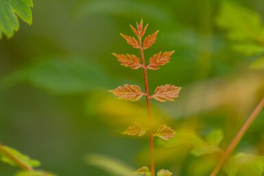 Koelreuteria paniculata haute-tige 6/8