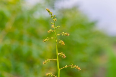 Koelreuteria paniculata haute-tige 6/8