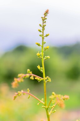 Koelreuteria paniculata haute-tige 6/8