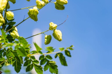 Koelreuteria paniculata haute-tige 6/8