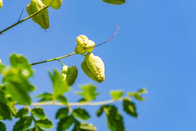 Koelreuteria paniculata haute-tige 6/8