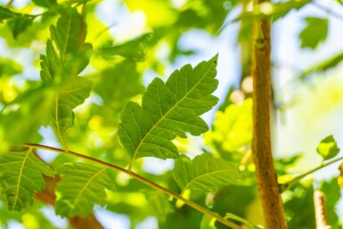 Koelreuteria paniculata haute-tige 6/8