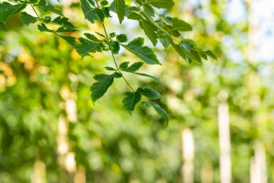 Koelreuteria paniculata haute-tige 6/8