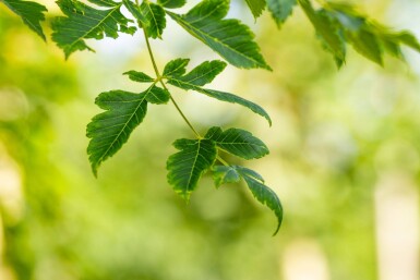 Koelreuteria paniculata haute-tige 6/8