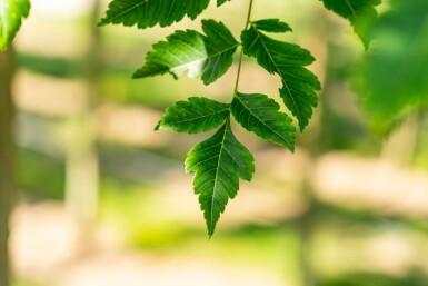 Koelreuteria paniculata haute-tige 6/8