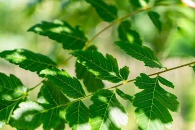 Koelreuteria paniculata haute-tige 6/8