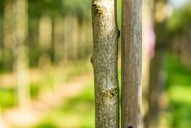 Koelreuteria paniculata haute-tige 6/8