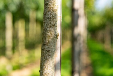 Koelreuteria paniculata haute-tige 6/8