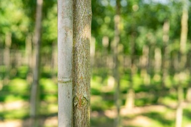 Koelreuteria paniculata haute-tige 6/8
