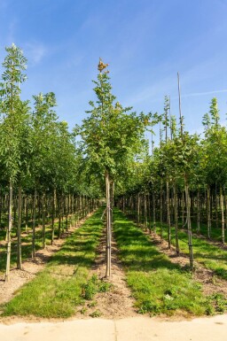 Koelreuteria paniculata haute-tige 6/8