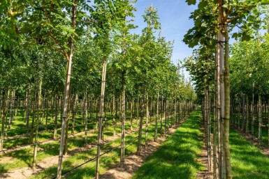 Koelreuteria paniculata haute-tige 6/8