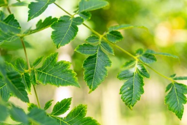 Koelreuteria paniculata haute-tige 6/8