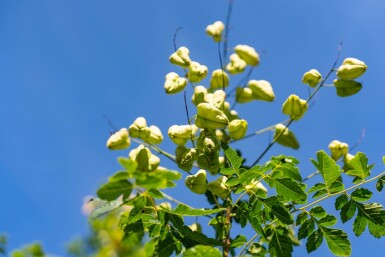 Koelreuteria paniculata haute-tige 6/8