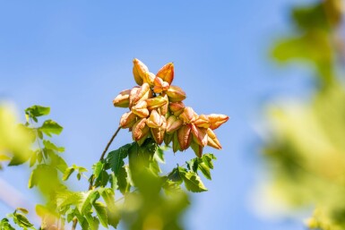 Koelreuteria paniculata haute-tige 6/8