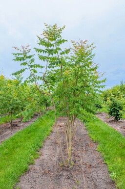 Koelreuteria paniculata cépée 250-300