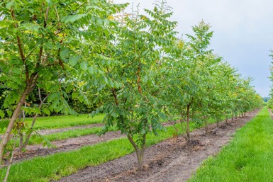 Koelreuteria paniculata cépée 250-300