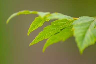 Koelreuteria paniculata cépée 250-300