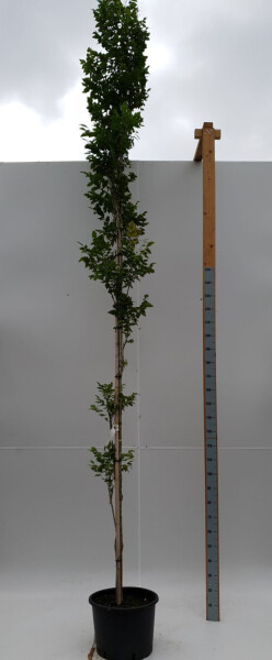 Koelreuteria paniculata 'Fastigiata' haute-tige 4/6