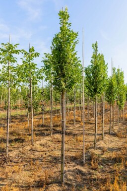 Koelreuteria paniculata 'Fastigiata' haute-tige