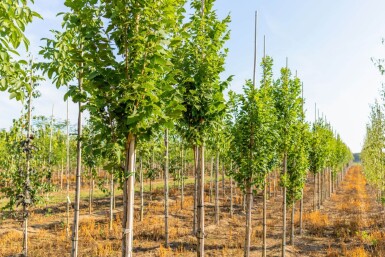 Koelreuteria paniculata 'Fastigiata' haute-tige 4/6