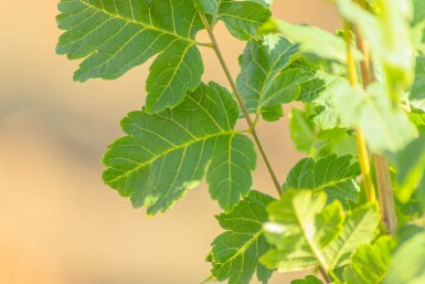 Koelreuteria paniculata 'Fastigiata' haute-tige 4/6