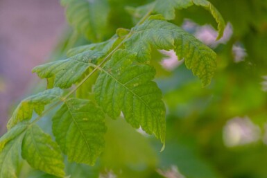 Koelreuteria paniculata 'Fastigiata' haute-tige 4/6