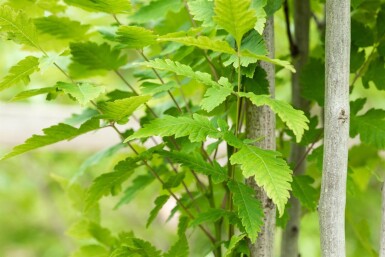 Koelreuteria paniculata 'Fastigiata' haute-tige 4/6