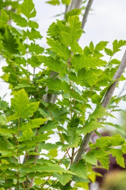 Koelreuteria paniculata 'Fastigiata' haute-tige 4/6