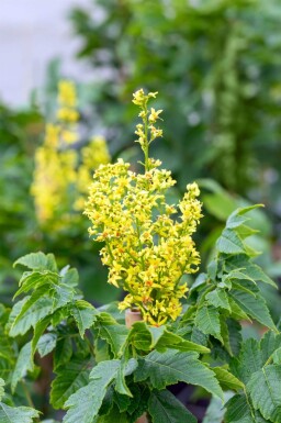 Koelreuteria paniculata 'Fastigiata' haute-tige 4/6