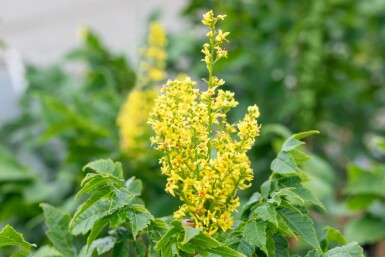 Koelreuteria paniculata 'Fastigiata' haute-tige 4/6