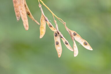 Laburnum anagyroides haute-tige 8/10