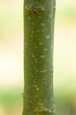 Laburnum anagyroides haute-tige 8/10