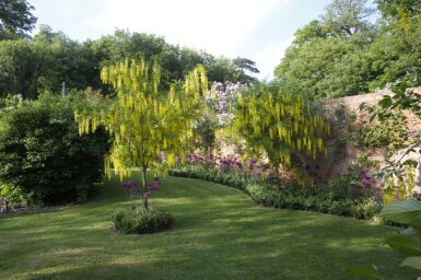 Laburnum anagyroides haute-tige 8/10