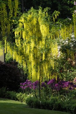 Laburnum anagyroides haute-tige 8/10