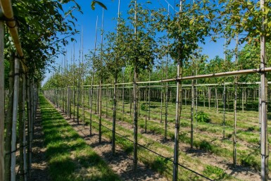 Laburnum anagyroides haute-tige 8/10