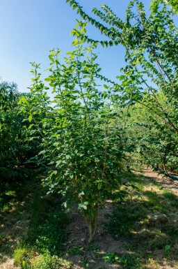 Laburnum anagyroides cépée 200-250