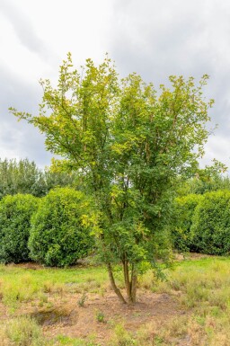 Laburnum anagyroides cépée 200-250