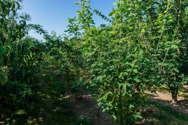 Laburnum anagyroides cépée 200-250